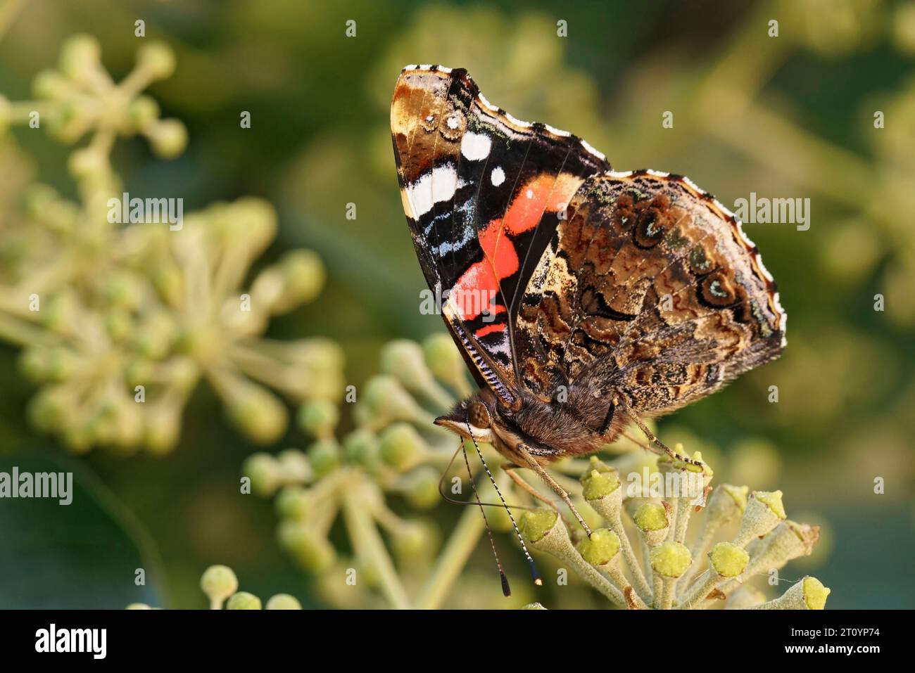 Natural closeup on a red admiral butterfly, Vanessa atalanta feeding on a blossoming European evergreen ivy, Hedera helix in the fall Stock Photo