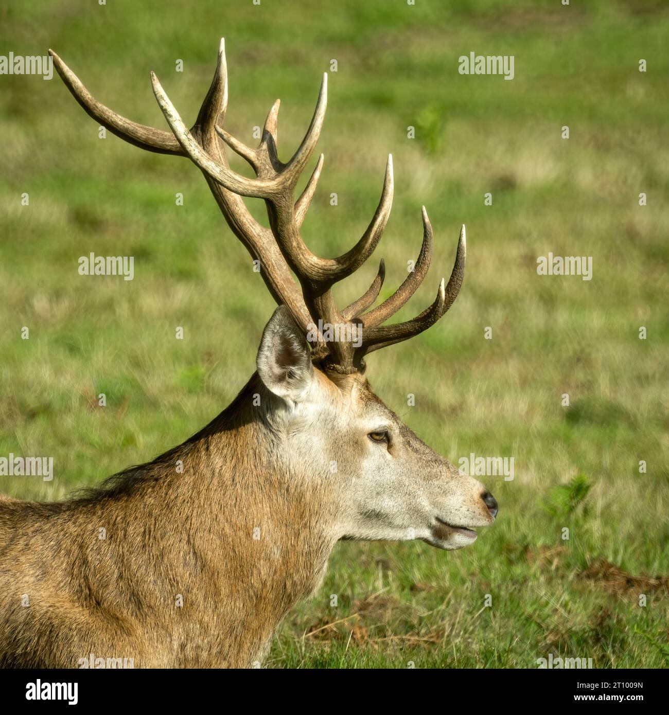 Red deer stag (Cervus Elaphus) with antlers against green grass background, Bradgate Park, Leicestershire, England, UK Stock Photo