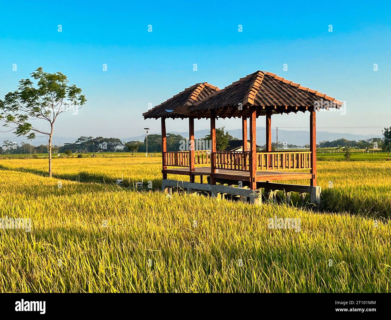 hut. Traditional farmer hut in the middle of rice fields in Asia. gazebo, pergola, shack, hovel, cottage in the rice fields Stock Photo