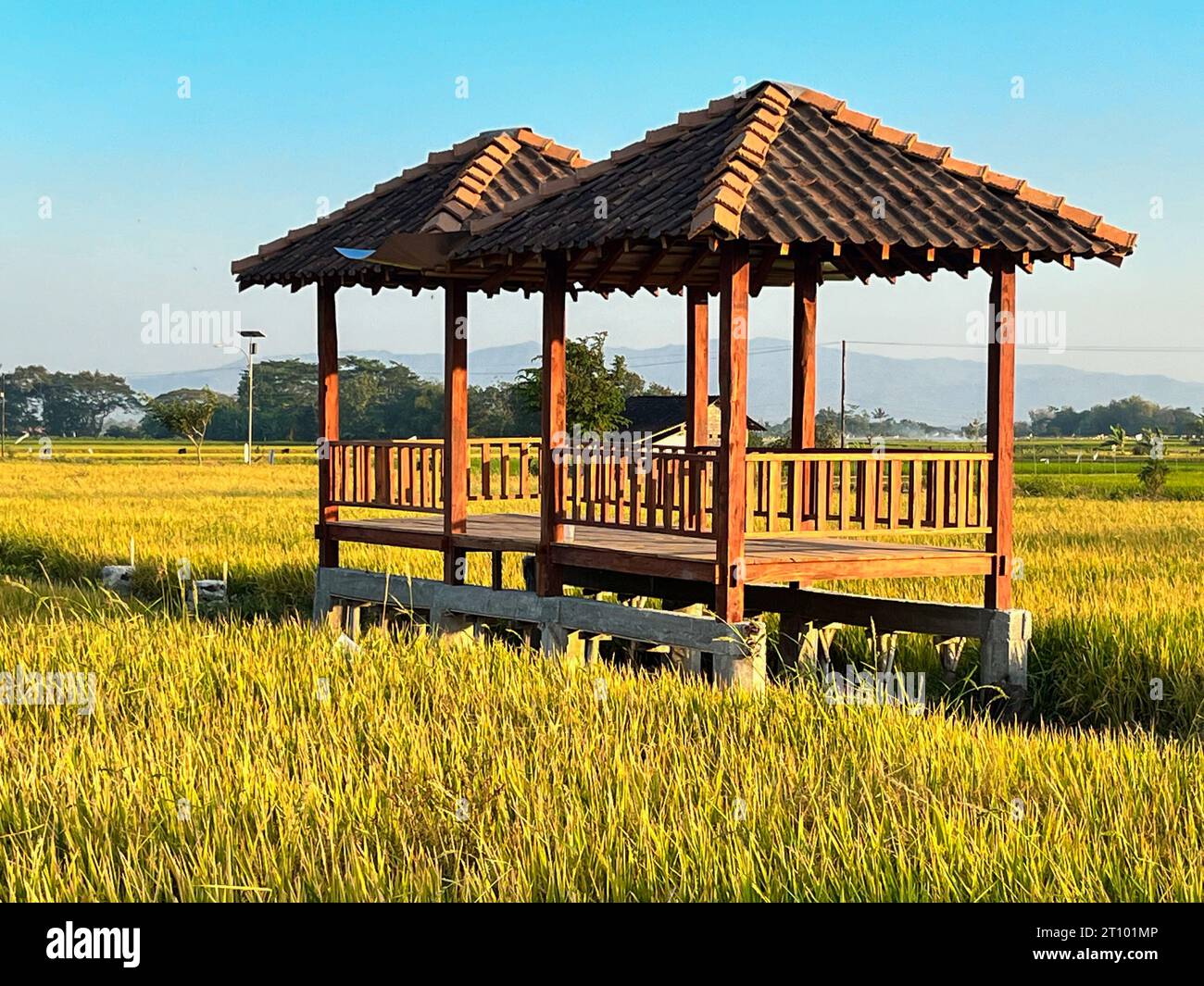 hut. Traditional farmer hut in the middle of rice fields in Asia. gazebo, pergola, shack, hovel, cottage in the rice fields Stock Photo