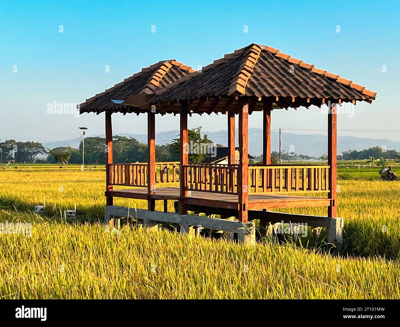 hut. Traditional farmer hut in the middle of rice fields in Asia. gazebo, pergola, shack, hovel, cottage in the rice fields Stock Photo