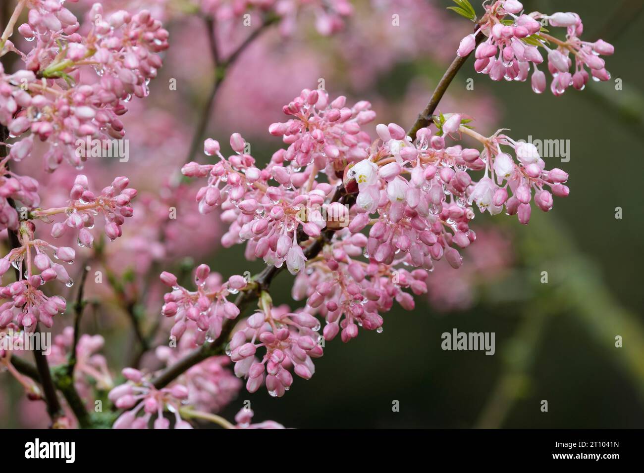 STAPHYLEA holocarpa Rosea, Bladdernut, Chinese Bladdernut, rose-coloured chinese bladdernut, Soft pink flower buds in early spring, deciduous shrub Stock Photo