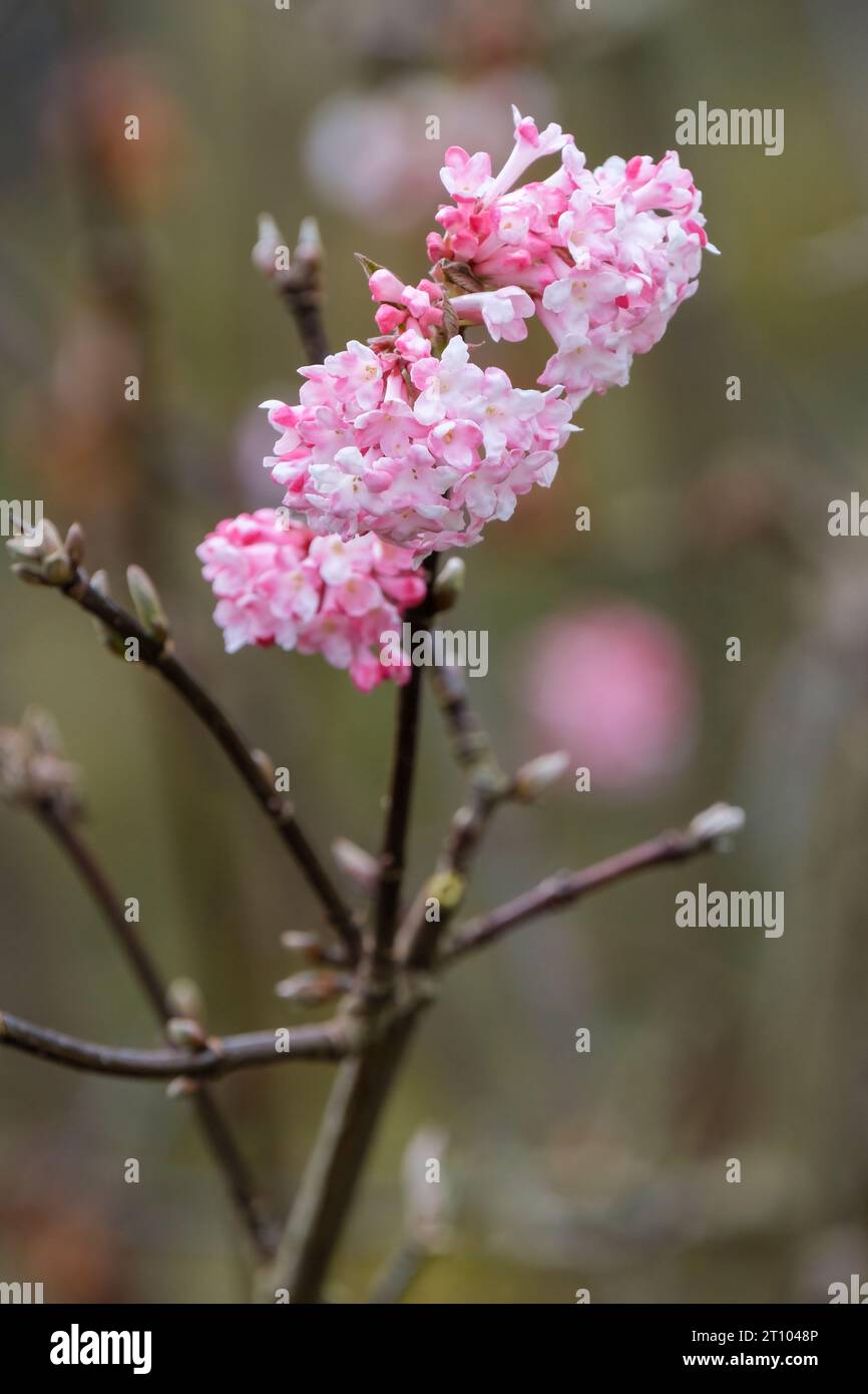 Viburnum × bodnantense Charles Lamont, clusters of  bright pink flowers on bare stems Stock Photo