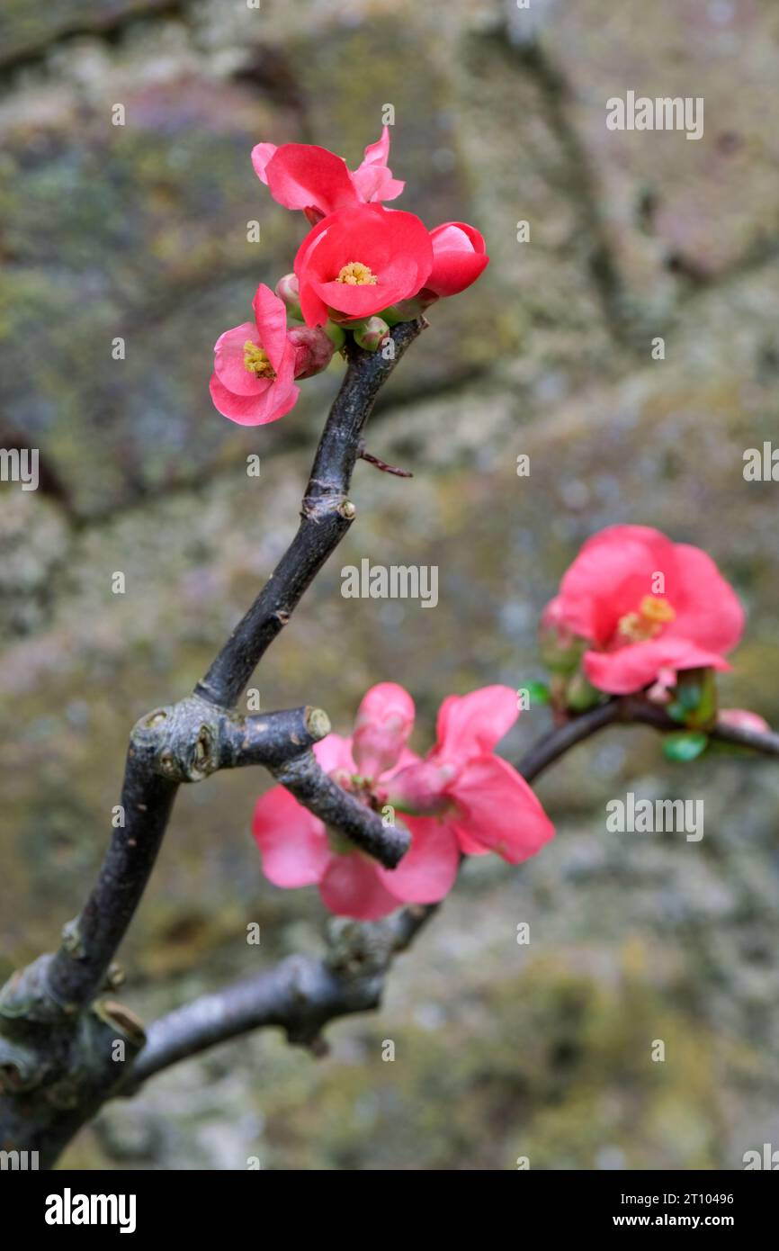 Ornamental Quince, Chaenomeles speciosa umbilicata,  5-petaled single dark pink flowers In late winter/ early spring Stock Photo