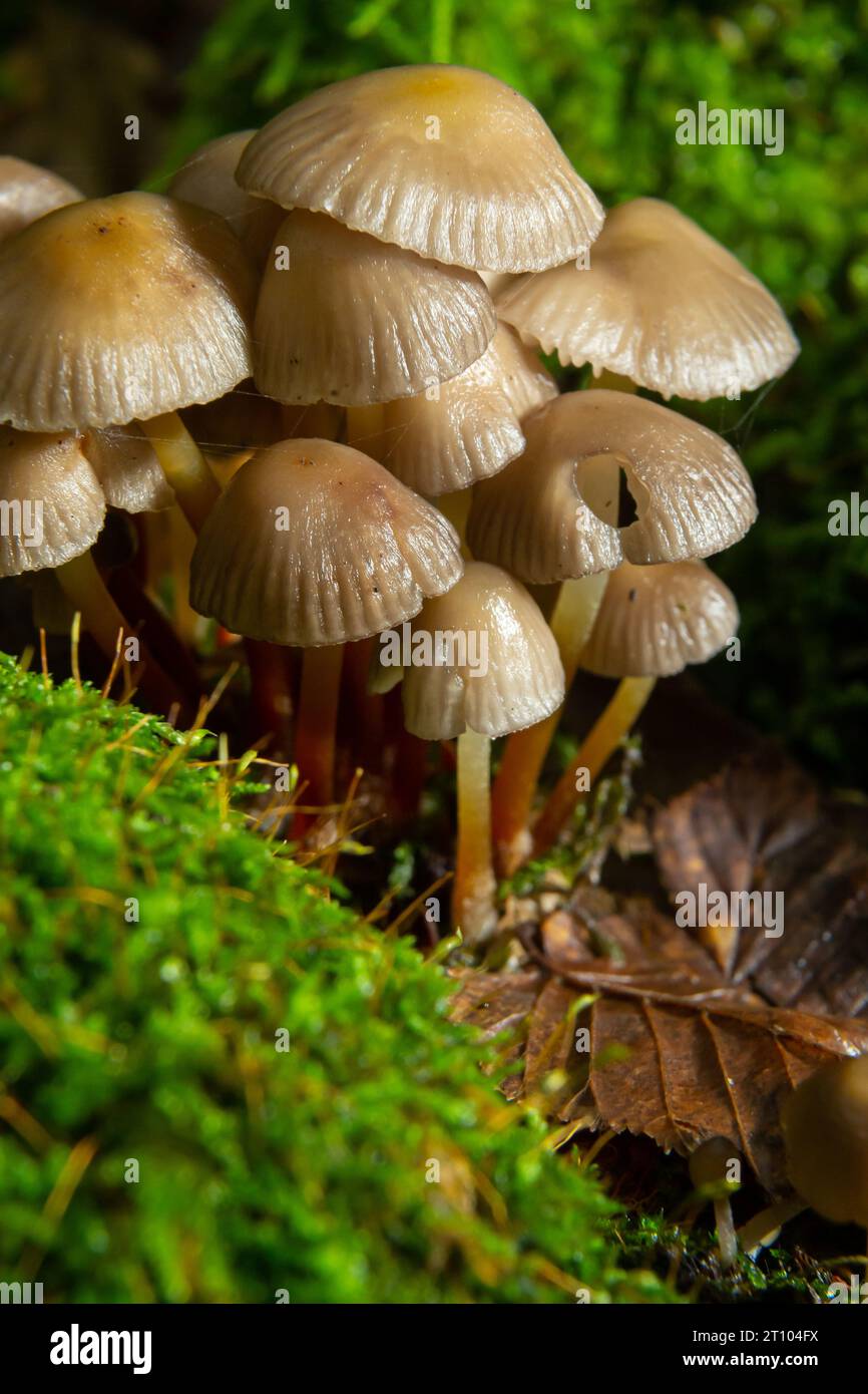 Clustered Bonnet Mycena inclinata growing on a mossy stump. Stock Photo