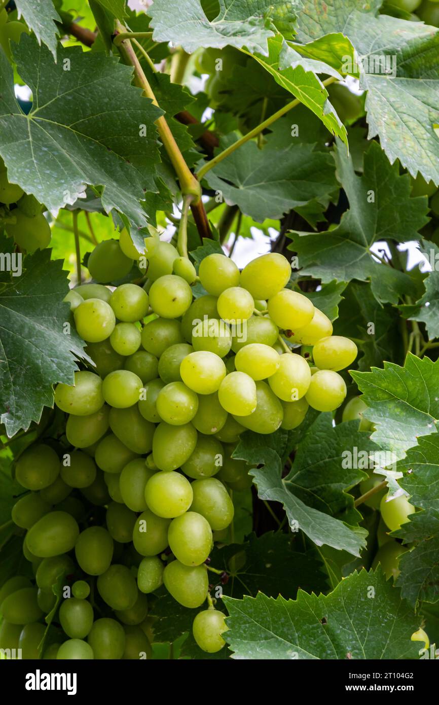 Grapes on garden farm sunny hi-res stock photography and images - Alamy