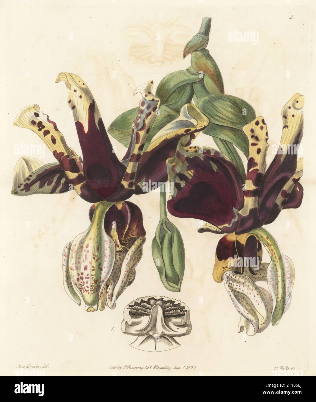 Tiger-flowered stanhopea orchid, Stanhopea tigrina. Native to Mexico, imported from Xalapa, raised by nurseryman William Rollisson of Tooting. Handcoloured copperplate engraving by Stephen Watts after a botanical illustration by Sarah Drake from Edwards’ Botanical Register, edited by John Lindley, published by James Ridgway, London, 1839. Stock Photo