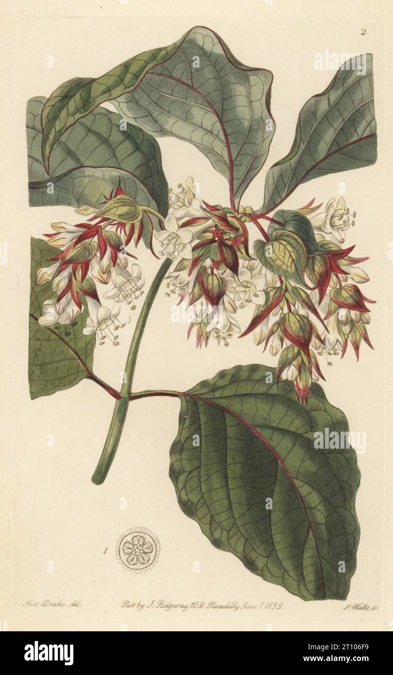 Himalayan honeysuckle, pheasant berry or beautiful leycesteria, Leycesteria formosa. Native to the Himalayas and soutwestern China, flowered from seeds sent by botanist Dr John Forbes Royle. Handcoloured copperplate engraving by Stephen Watts after a botanical illustration by Sarah Drake from Edwards’ Botanical Register, edited by John Lindley, published by James Ridgway, London, 1839. Stock Photo