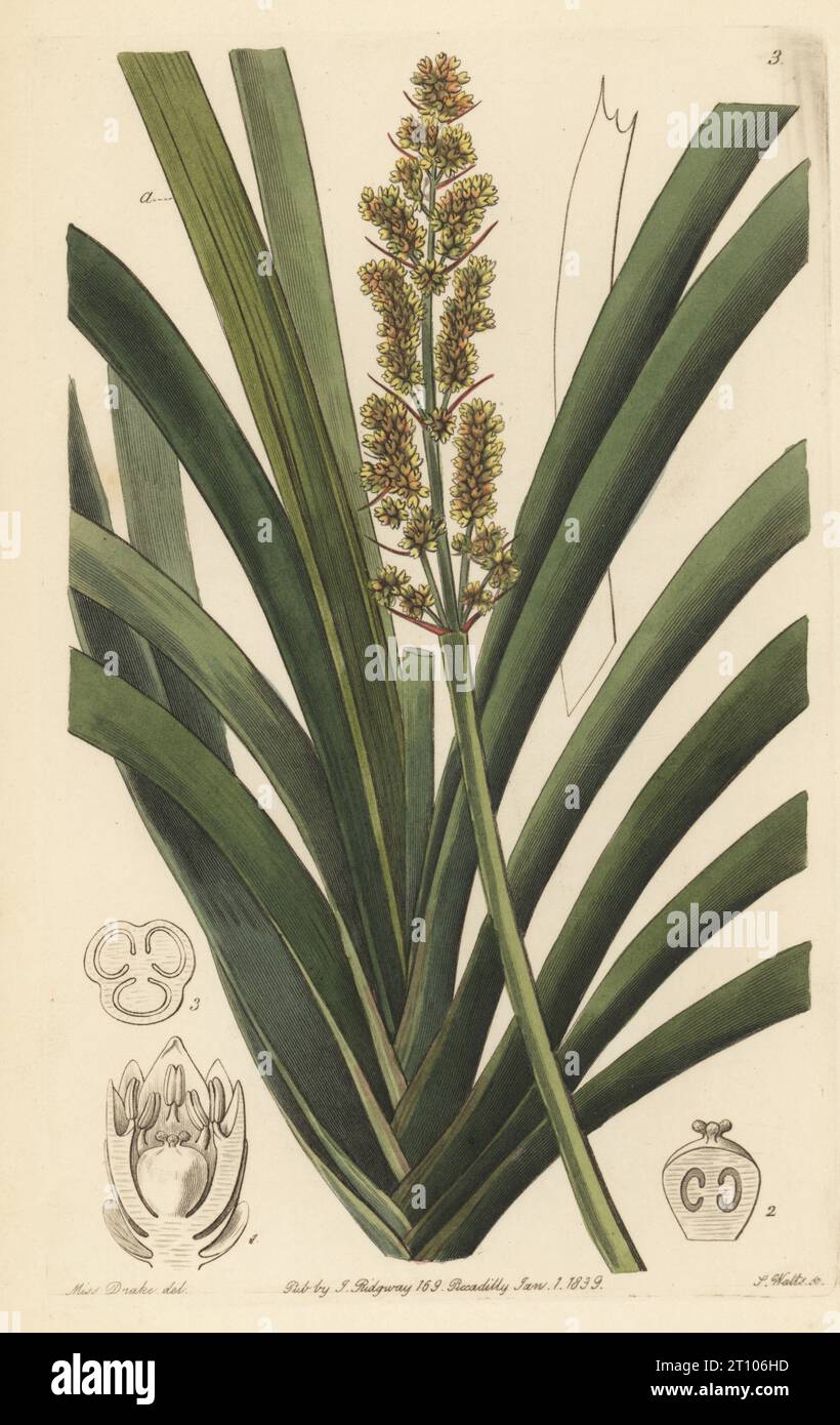 Spiny-head mat-rush, spiky-headed mat-rush or basket grass, Lomandra longifolia. (Long-leaved xerotes, Xerotes longifolia.) Native to Van Diemen's Land (Tasmania), Australia. Handcoloured copperplate engraving by Stephen Watts after a botanical illustration by Sarah Drake from Edwards’ Botanical Register, edited by John Lindley, published by James Ridgway, London, 1839. Stock Photo