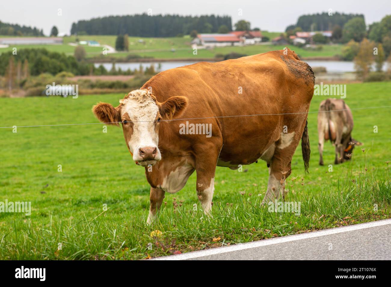 Milchkuh auf der Weide, Herbstlandschaft im Allgäu, Bernbeuren, 2023 Deutschland, Bernbeuren, Allgäu, Oktober 2023, Kuh auf der Weide, braungefleckt, Milchkuh steht an der Straße, Allgäuer Landschaft im Herbstlicht, weite grüne Landschaft, Landkreis Weiheim-Schongau, Oberbayern, Bayern, *** Dairy cow in the pasture, autumn landscape in Allgäu, Bernbeuren, 2023 Germany, Bernbeuren, Allgäu, October 2023, cow in the pasture, brown spotted, dairy cow standing by the road, Allgäu landscape in autumn light, wide green landscape, Weiheim Schongau district, Upper Bavaria, Bavaria, Stock Photo