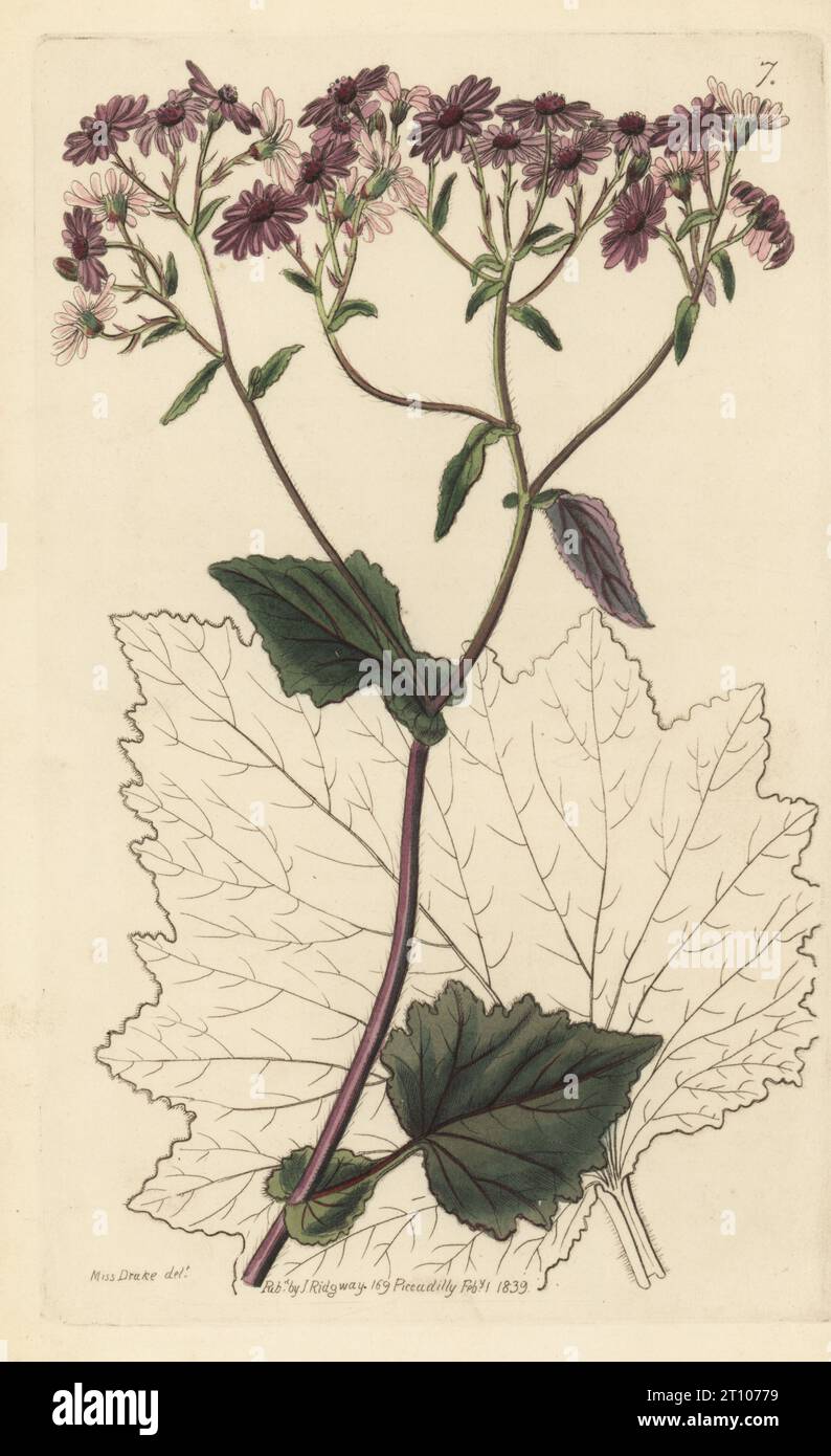 Pericallis cruenta. Native to the Canary Islands, raised from seeds collected by Philip Barker Webb in Tenerife. Blood-red senecio, Senecio cruentus. Handcoloured copperplate engraving after a botanical illustration by Sarah Drake from Edwards’ Botanical Register, edited by John Lindley, published by James Ridgway, London, 1839. Stock Photo