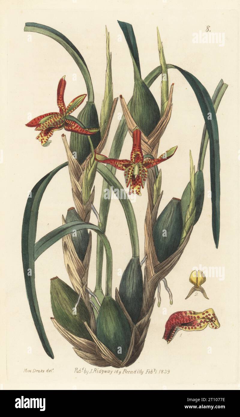 Delicate-leafed maxillaria, coconut pie orchid, or slender-leaved maxillaria, Maxillaria tenuifolia. Native to Central America, found in Vera Cruz, Mexico, by plant hunter Theodore Hartweg. Handcoloured copperplate engraving after a botanical illustration by Sarah Drake from Edwards’ Botanical Register, edited by John Lindley, published by James Ridgway, London, 1839. Stock Photo