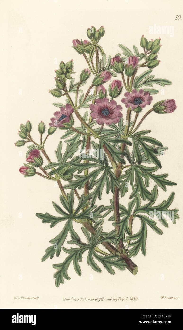 Tuberous-rooted cranesbill, Geranium tuberosum. Tuberous geranium, branched variety, Geranium tuberosum var. ramosum. Handcoloured copperplate engraving by Robert Scott after a botanical illustration by Sarah Drake from Edwards’ Botanical Register, edited by John Lindley, published by James Ridgway, London, 1839. Stock Photo