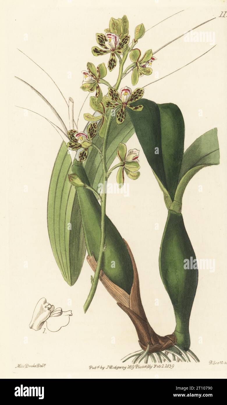 Appendage orchid, Prosthechea crassilabia. Variegated epidendrum orchid, Epidendrum variegatum. Native to the Caribbean, Central and South America. Imported from Brazil by nurseryman George Loddiges. Handcoloured copperplate engraving by Robert Scott after a botanical illustration by Sarah Drake from Edwards’ Botanical Register, edited by John Lindley, published by James Ridgway, London, 1839. Stock Photo