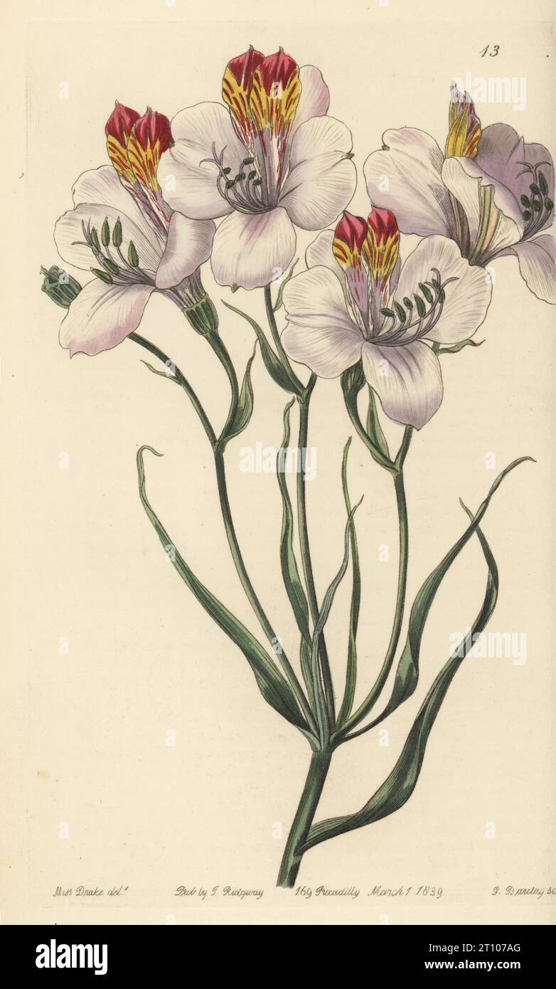 Peruvian lily or lily of the Incas, Alstroemeria caryophyllaea. The Ligtu, Alstroemeria ligtu. Handcoloured copperplate engraving by George Barclay after a botanical illustration by Sarah Drake from Edwards’ Botanical Register, edited by John Lindley, published by James Ridgway, London, 1839. Stock Photo