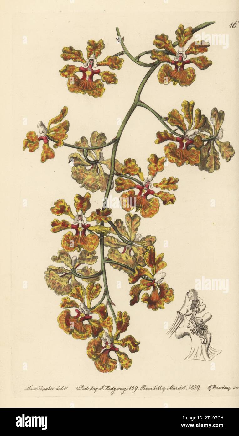 Tolumnia guttata orchid. Mr Boyd's oncidium, Oncidium luridum var. guttatum. Imported from Jamaica by nurseryman William Rollisson of Tooting. Handcoloured copperplate engraving by George Barclay after a botanical illustration by Sarah Drake from Edwards’ Botanical Register, edited by John Lindley, published by James Ridgway, London, 1839. Stock Photo