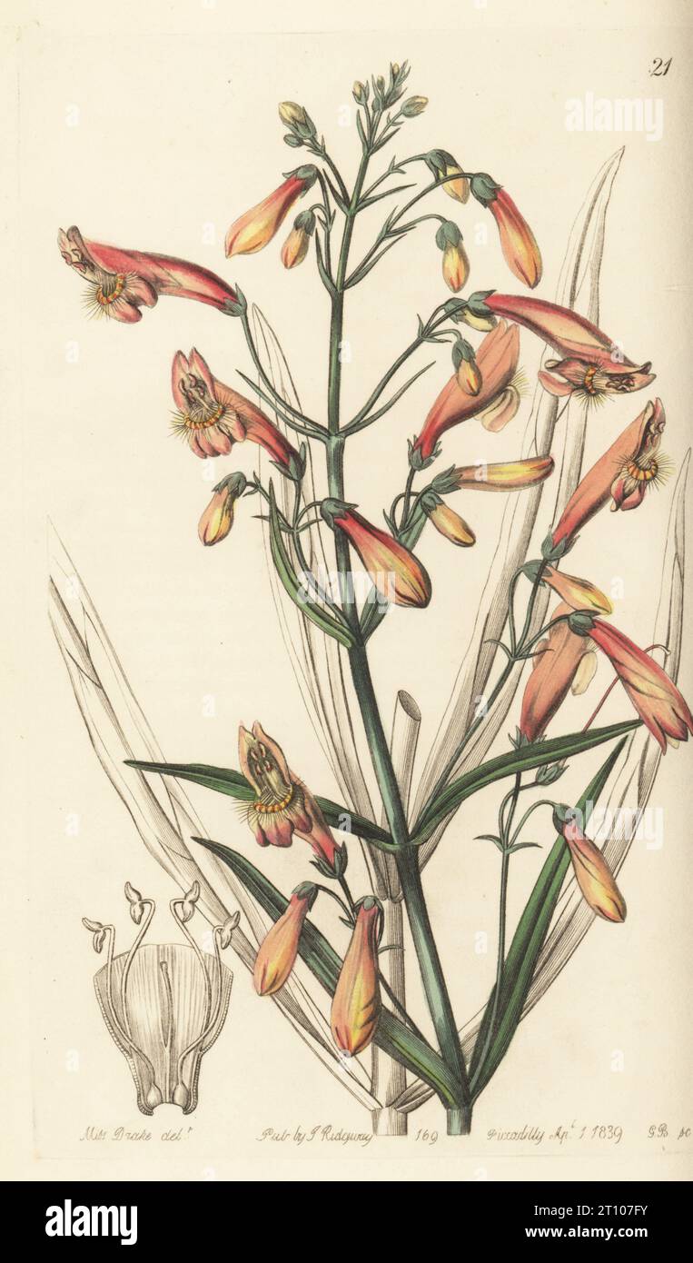 Golden-beard penstemon or beardlip penstemon, Penstemon barbatus. Native to Mexico, and raised from seed by Gerorge Frederick Dickson at the Horticultural Society. Flesh-coloured bearded pentstemon, Pentstemon barbatum var carneum. Handcoloured copperplate engraving by George Barclay after a botanical illustration by Sarah Drake from Edwards’ Botanical Register, edited by John Lindley, published by James Ridgway, London, 1839. Stock Photo