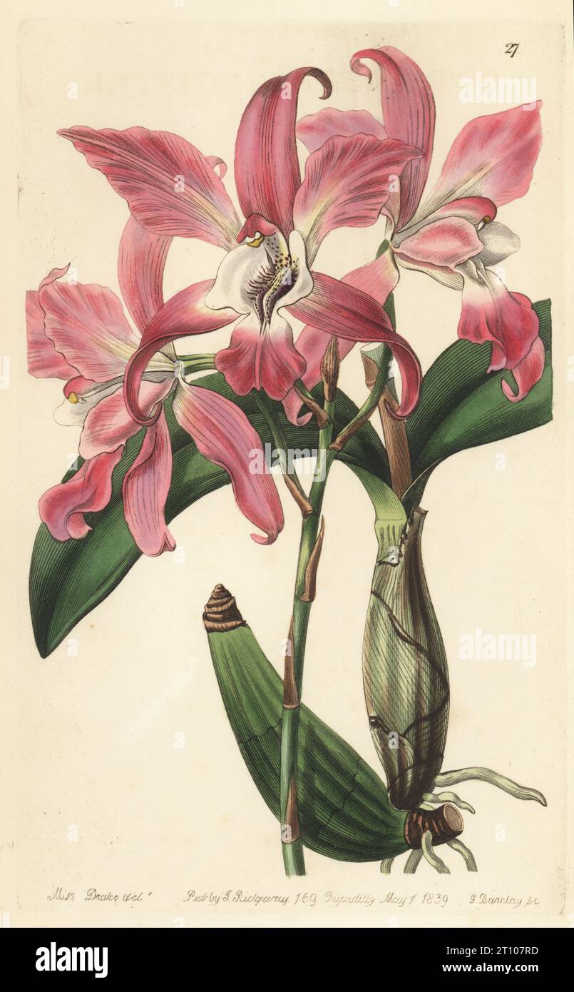 Autumnal laelia orchid, Laelia autumnalis. Native of Mexico, raised at Woburn by gardeners of the Duke of Bedford. Handcoloured copperplate engraving by George Barclay after a botanical illustration by Sarah Drake from Edwards’ Botanical Register, edited by John Lindley, published by James Ridgway, London, 1839. Stock Photo
