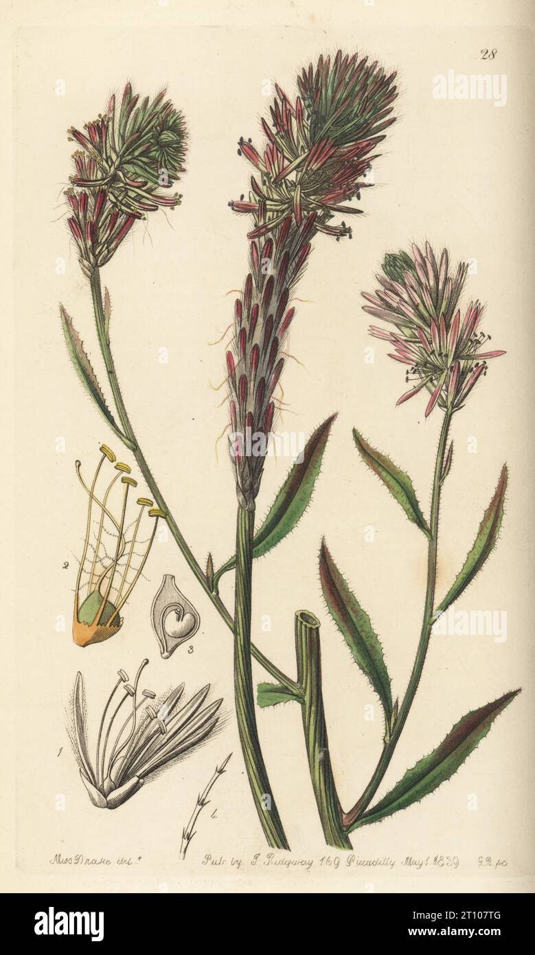 Prince of Wales feather, Ptilotus alopecuroideus. Foxtail trichinium, Trichinium alopecuroideum. Native to Australia, raised by Robert Mungles of Sunning Hill from seeds sent from Swan River. Handcoloured copperplate engraving by George Barclay after a botanical illustration by Sarah Drake from Edwards’ Botanical Register, edited by John Lindley, published by James Ridgway, London, 1839. Stock Photo