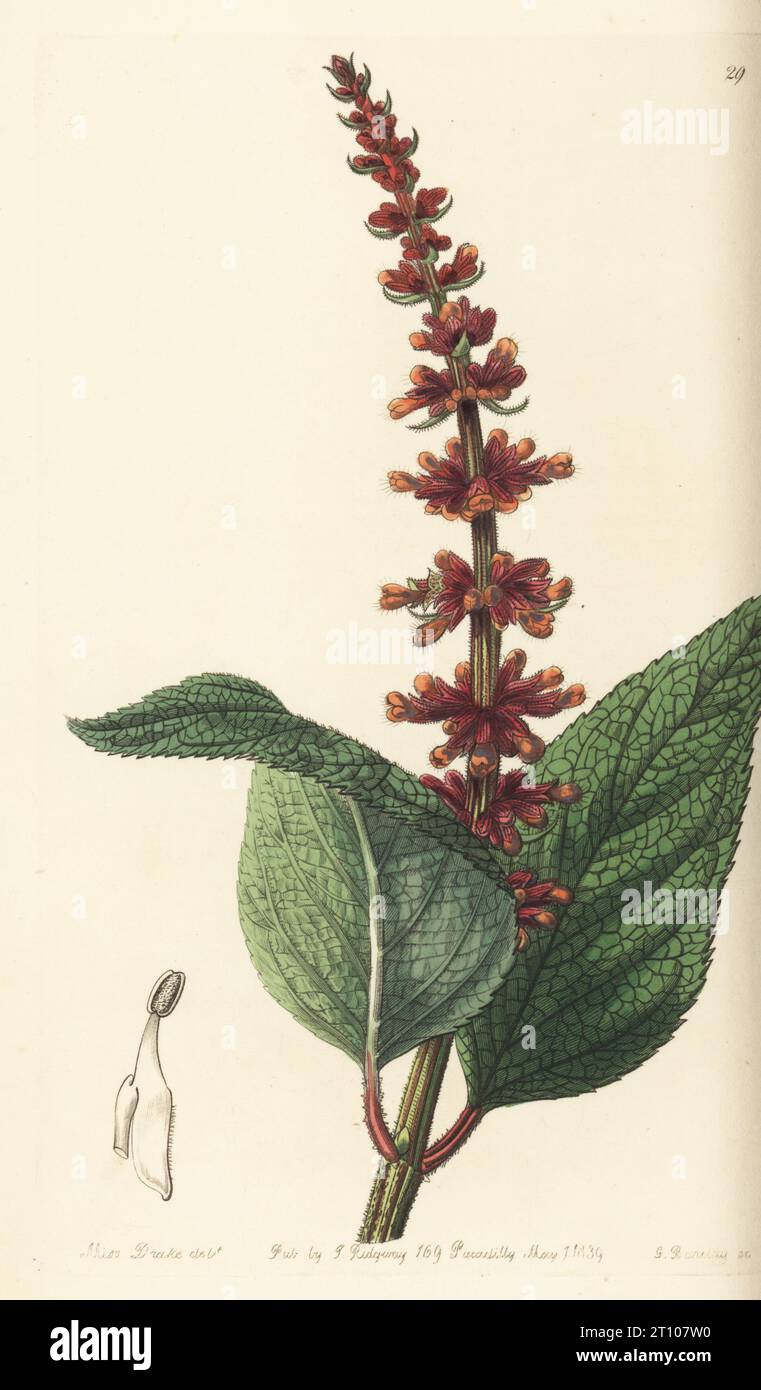 Sabra spike sage or close-flowered sage, Salvia confertiflora. Native to Brazil, found near Rio de Janeiro by Scottish botanist James Macrae for the Horticultural Society. Handcoloured copperplate engraving by George Barclay after a botanical illustration by Sarah Drake from Edwards’ Botanical Register, edited by John Lindley, published by James Ridgway, London, 1839. Stock Photo