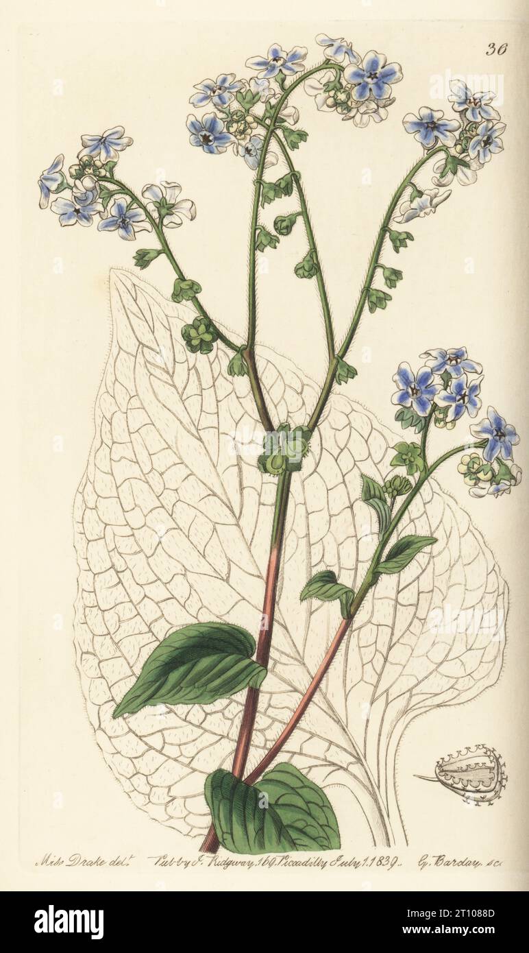 Common hill borage, Adelocaryum coelestinum. Blue and white hounds-tooth, Cynoglossum coelestinium. Native of India, raised from seeds sent by botanist Joseph Nimmo of Bombay (Mumbai). Handcoloured copperplate engraving by George Barclay after a botanical illustration by Sarah Drake from Edwards’ Botanical Register, edited by John Lindley, published by James Ridgway, London, 1839. Stock Photo