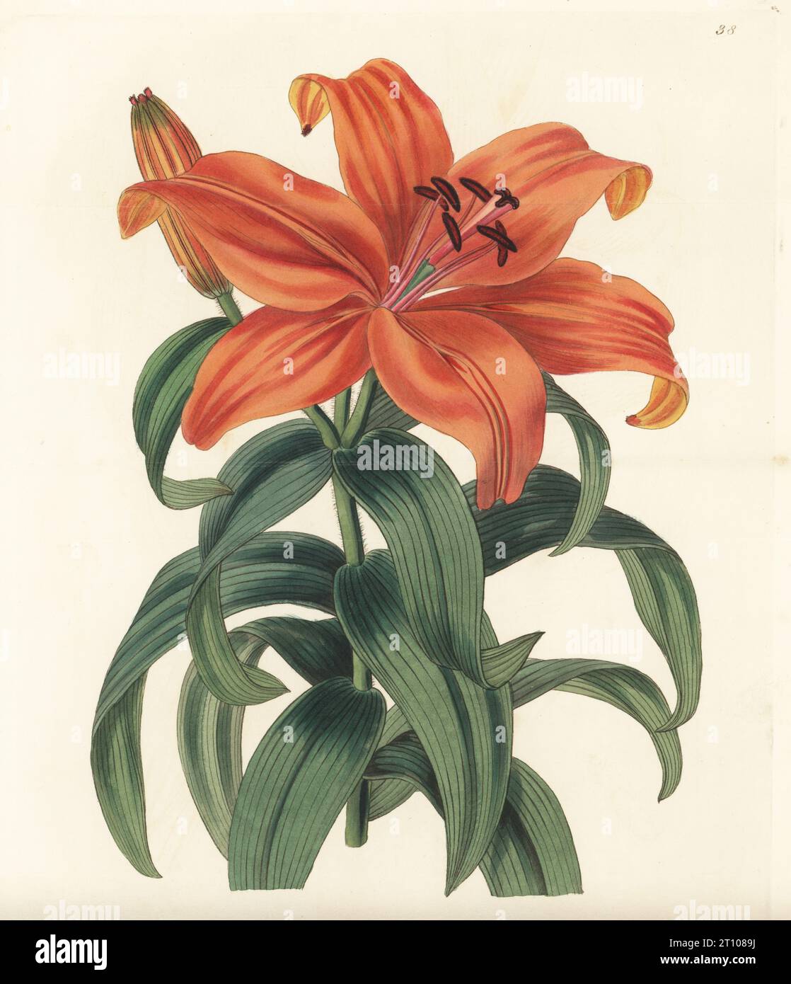 Japanese lily or sukashi yuri, Lilium maculatum var. maculatum. Thunberg's orange lily, Lilium thunbergianum. Native to Japan, introduced to Europe by German botanist Philipp Franz von Siebold. Handcoloured copperplate engraving by George Barclay after a botanical illustration by Sarah Drake from Edwards’ Botanical Register, edited by John Lindley, published by James Ridgway, London, 1839. Stock Photo