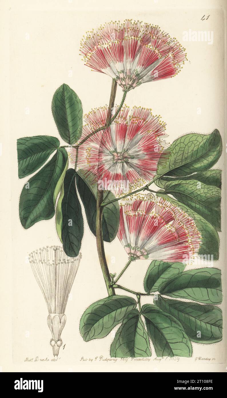 Powder-puff, powder puff plant or fairy duster, Calliandra harrisii. Mr Harris's inga, Inga harrisii. Native to Mexico, imported by plant collector Thomas Harris of Kingsbury. Handcoloured copperplate engraving by George Barclay after a botanical illustration by Sarah Drake from Edwards’ Botanical Register, edited by John Lindley, published by James Ridgway, London, 1839. Stock Photo