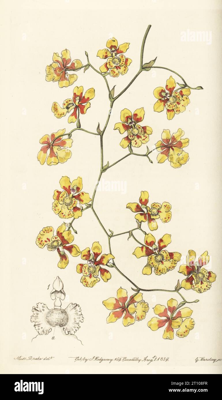 Grandiphyllum divaricatum orchid. Cushion oncidium, Oncidium pulvinatum, Oncidium divaricatum. Native to Brazil, sent from Rio de Janeiro by William Harrison to his brother Richard Harrison of Aighburgh. Handcoloured copperplate engraving by George Barclay after a botanical illustration by Sarah Drake from Edwards’ Botanical Register, edited by John Lindley, published by James Ridgway, London, 1839. Stock Photo