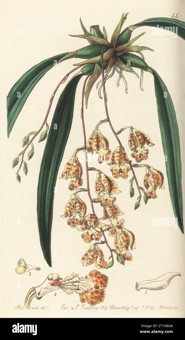 Rodriguezia sticta orchid.  Spotted burlingtonia, Burlingtonia maculata. Native to Brazil, imported by nurseryman George Loddiges. Handcoloured copperplate engraving by George Barclay after a botanical illustration by Sarah Drake from Edwards’ Botanical Register, edited by John Lindley, published by James Ridgway, London, 1839. Stock Photo