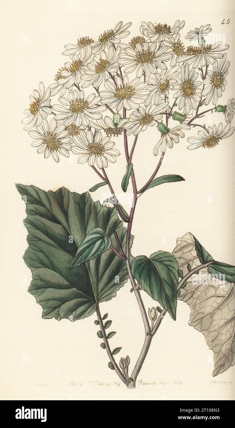 Pericallis appendiculata. Milk-white poplar-leaved senecio, Senecio populifolius var. lacteus. Native to the Canary Islands, sent by Philip Barker Webb to his gardener at Milford. Handcoloured copperplate engraving by George Barclay after a botanical illustration by Sarah Drake from Edwards’ Botanical Register, edited by John Lindley, published by James Ridgway, London, 1839. Stock Photo