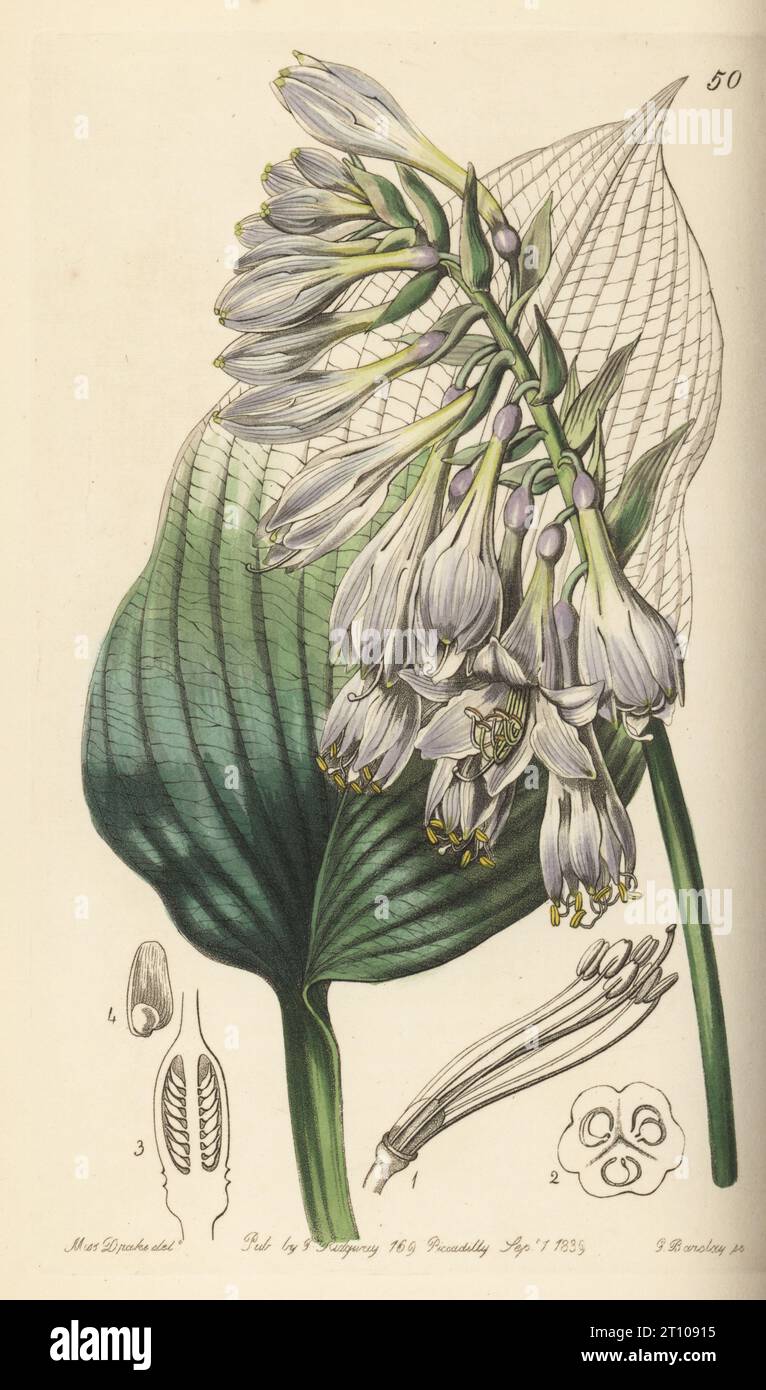 Siebold's plantain lily, Hosta sieboldiana. Native to Japan, introduced by German physician and botanist Philipp Franz von Siebold. Siebold's funkia, Funkia sieboldi. Handcoloured copperplate engraving by George Barclay after a botanical illustration by Sarah Drake from Edwards’ Botanical Register, edited by John Lindley, published by James Ridgway, London, 1839. Stock Photo