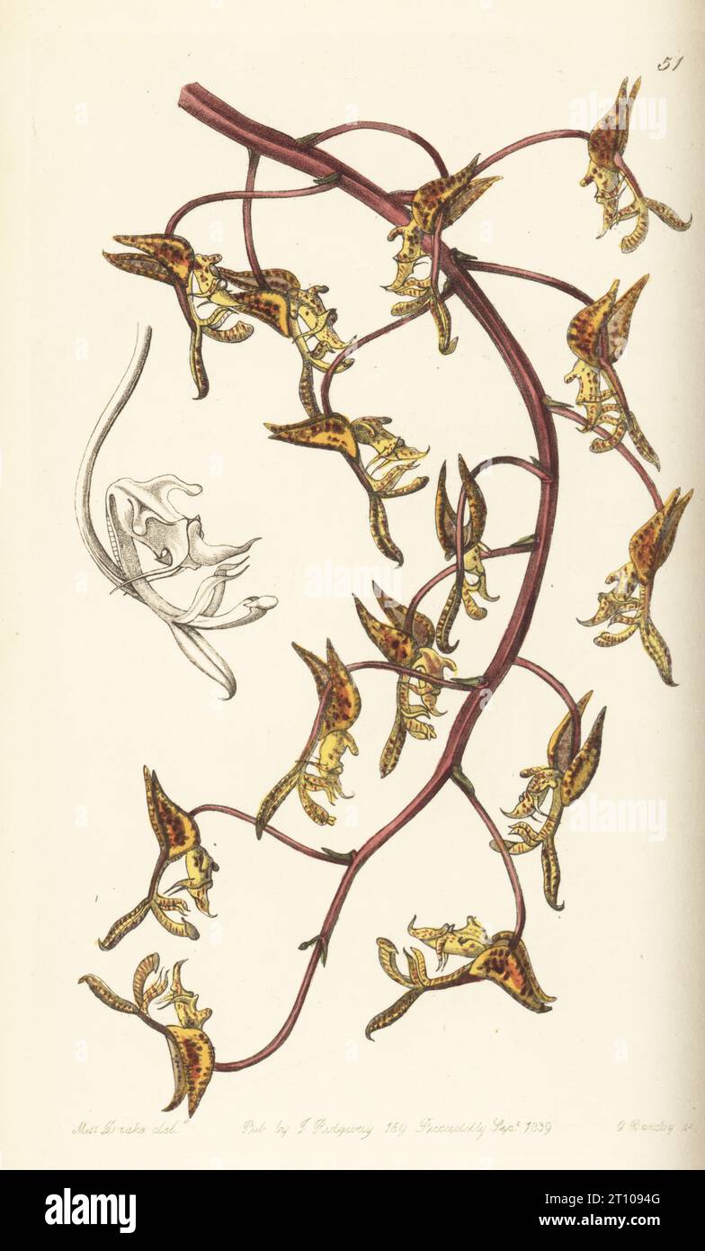 Tawny-flowered gongora orchid, Gongora fulva. Found from Panama to Colombia, specimen provided by orchid collector George Barker. Handcoloured copperplate engraving by George Barclay after a botanical illustration by Sarah Drake from Edwards’ Botanical Register, edited by John Lindley, published by James Ridgway, London, 1839. Stock Photo