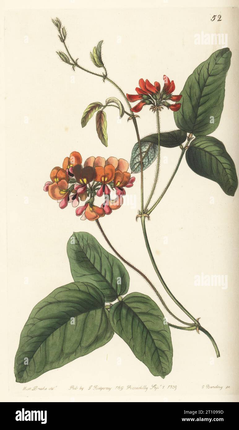 Coral vine, Kennedia coccinea subsp. coccinea. Three-coloured zichya, Zichya tricolor. Native to Australia, sent from the Swan River Colony to Captain James Mangles. Handcoloured copperplate engraving by George Barclay after a botanical illustration by Sarah Drake from Edwards’ Botanical Register, edited by John Lindley, published by James Ridgway, London, 1839. Stock Photo