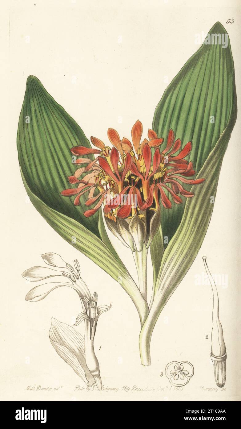 Daubenya aurea, endangered. Native to South Africa, raised by Robert Barchard of East Hill, Wandsworth. Tawny daubenya, Daubenya fulva Stock Photo