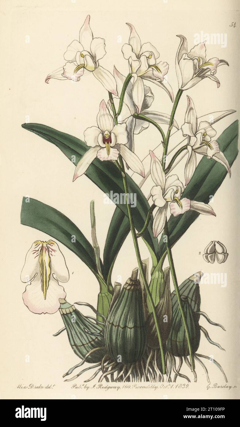 White-flowered laelia, Laelia albida. Epiphytic orchid native to Oaxaca, Mexico, found by Bavarian botanist Count Wilhelm Friedrich Karwinski von Karwin. Handcoloured copperplate engraving by George Barclay after a botanical illustration by Sarah Drake from Edwards’ Botanical Register, edited by John Lindley, published by James Ridgway, London, 1839. Stock Photo
