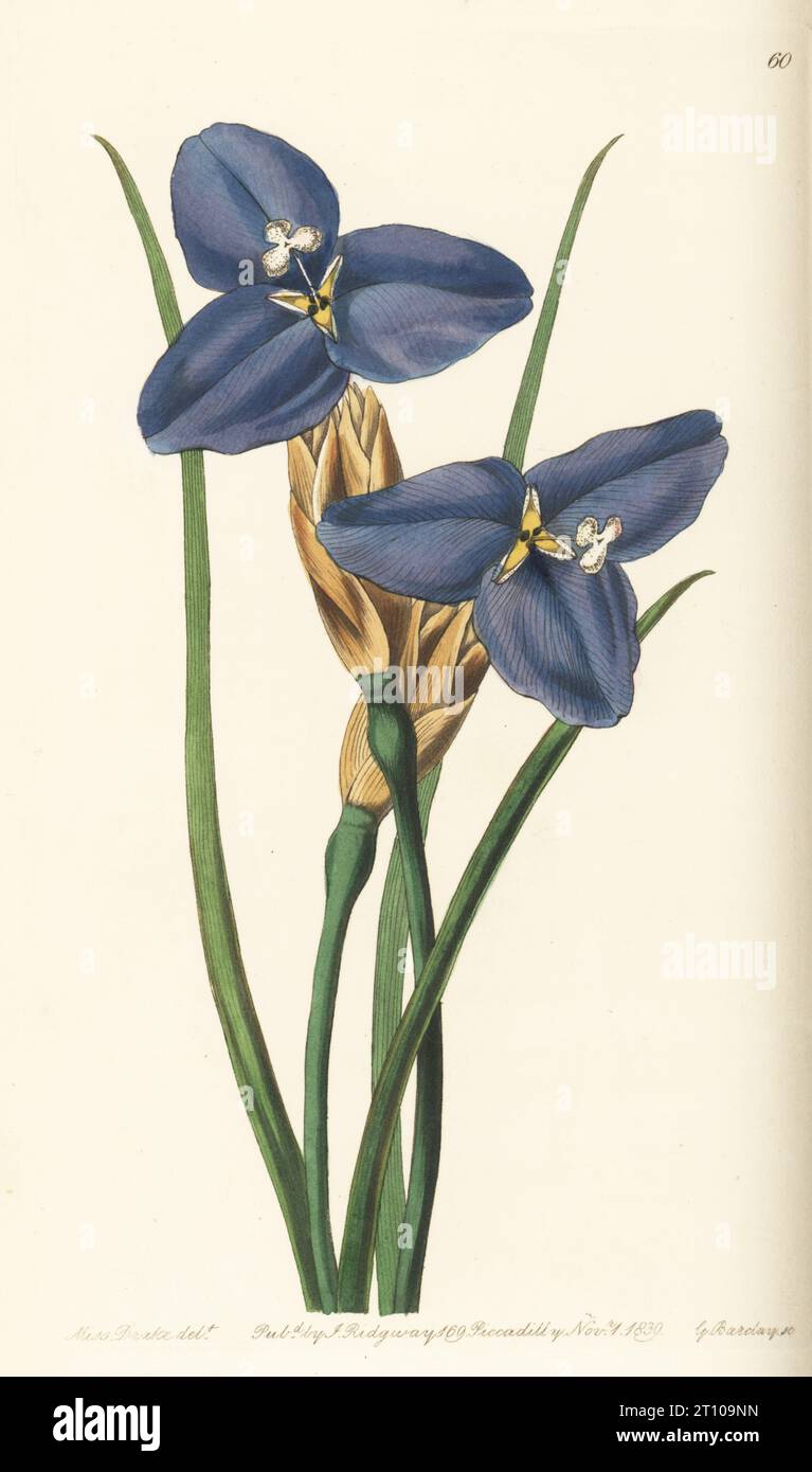 Purple flag, Patersonia occidentalis var. occidentalis. Native to Australia, sent from the Swan River Colony by Captain James Mangles. Sapphire patersonia, Patersonia sapphirina. Handcoloured copperplate engraving by George Barclay after a botanical illustration by Sarah Drake from Edwards’ Botanical Register, edited by John Lindley, published by James Ridgway, London, 1839. Stock Photo