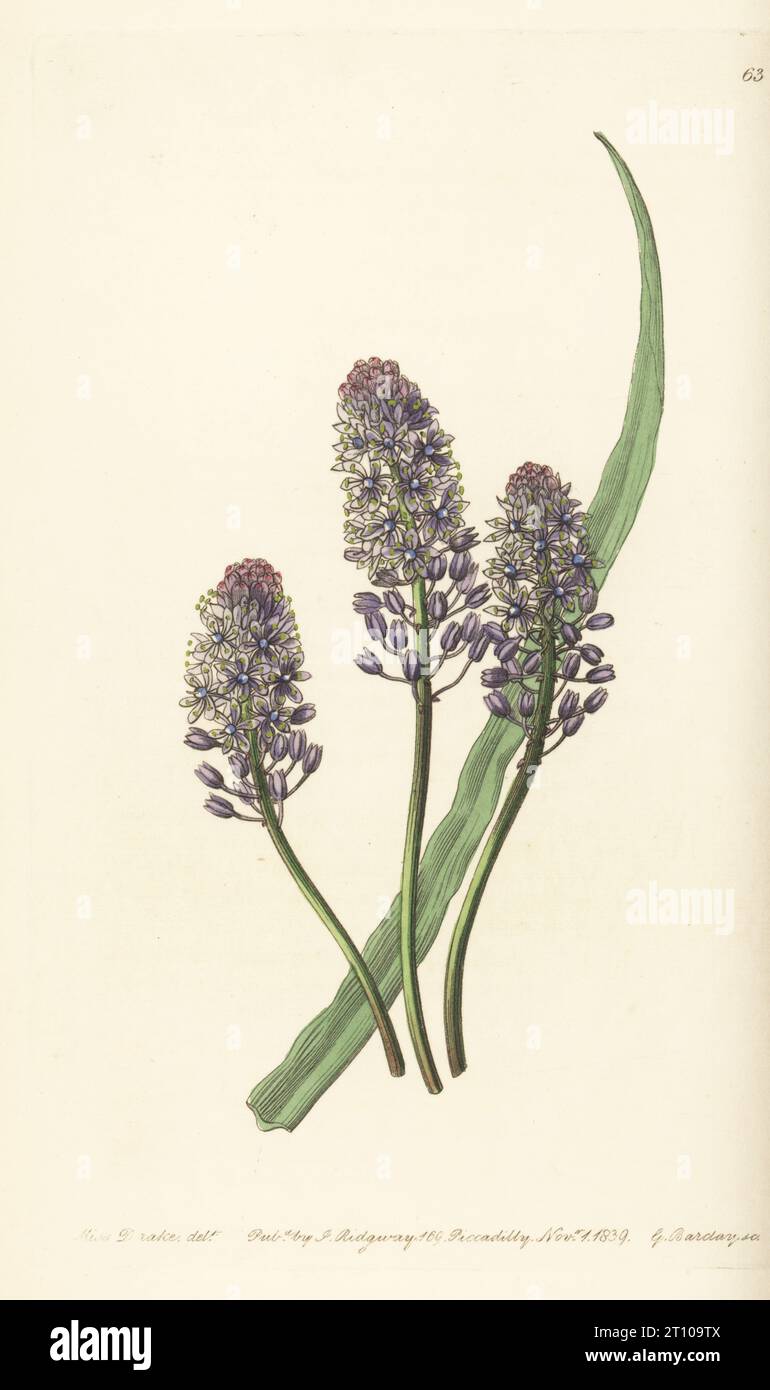 Dalmatian scilla or amethyst meadow squill, Scilla litardierei. Native to Croatia and the Balkans, raised by W. F. Strangways at his garden in Abbotsberry. Meadow squill, Scilla pratensis. Handcoloured copperplate engraving by George Barclay after a botanical illustration by Sarah Drake from Edwards’ Botanical Register, edited by John Lindley, published by James Ridgway, London, 1839. Stock Photo
