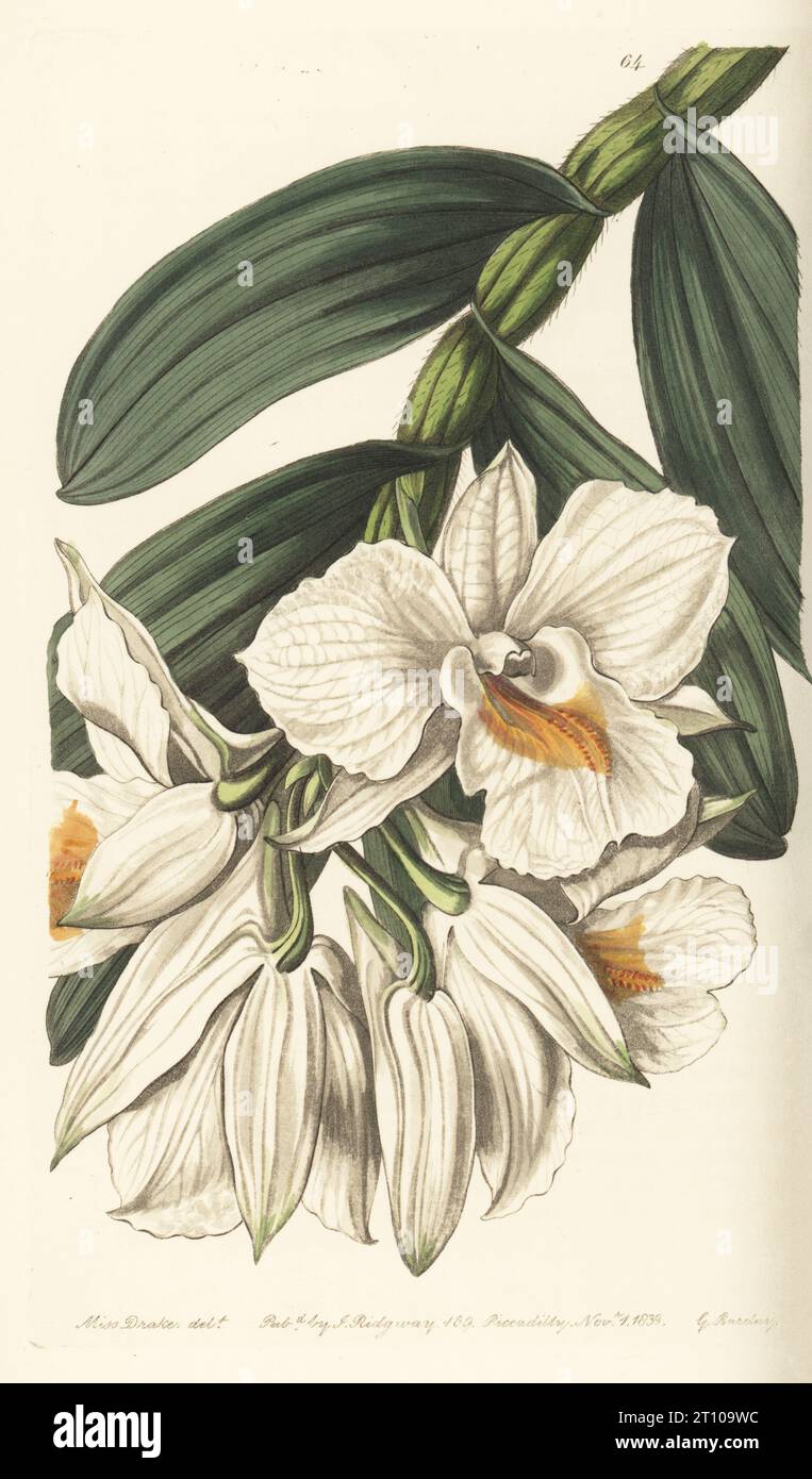 Beautiful giant-flowered dendrobium or beautiful tree-bloom, Dendrobium formosum. Found by botanist William Roxburgh on trees in Sylhet, Bangladesh, and the Garrow (Garo) Hills, India. Handcoloured copperplate engraving by George Barclay after a botanical illustration by Sarah Drake from Edwards’ Botanical Register, edited by John Lindley, published by James Ridgway, London, 1839. Stock Photo