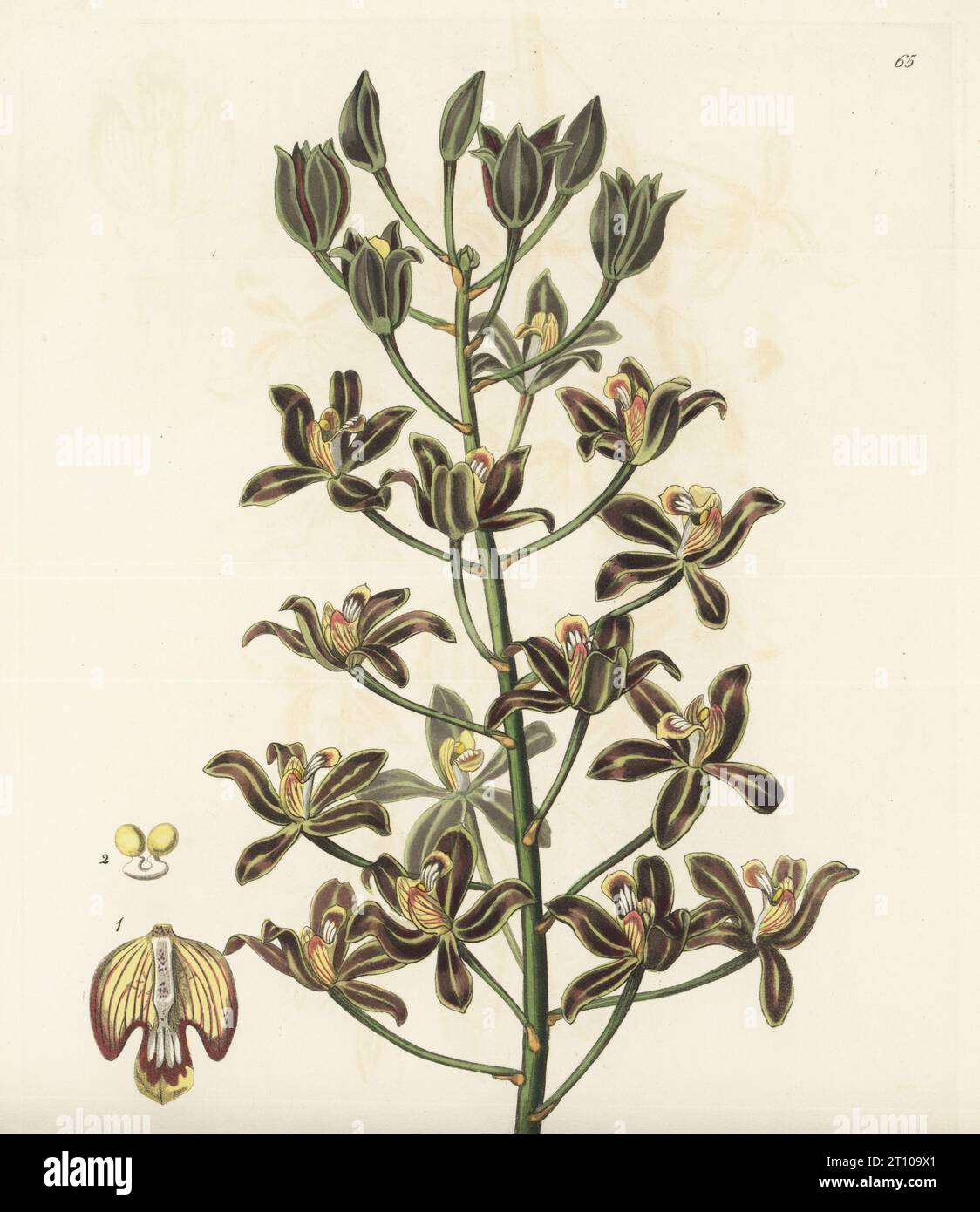 Many-flowered letter-leaf orchid or multiflowered grammatophyllum, Grammatophyllum multiflorum. Native to the Philippines, and sent from Manila by plant hunter Hugh Cuming. Handcoloured copperplate engraving by George Barclay after a botanical illustration by Sarah Drake from Edwards’ Botanical Register, edited by John Lindley, published by James Ridgway, London, 1839. Stock Photo