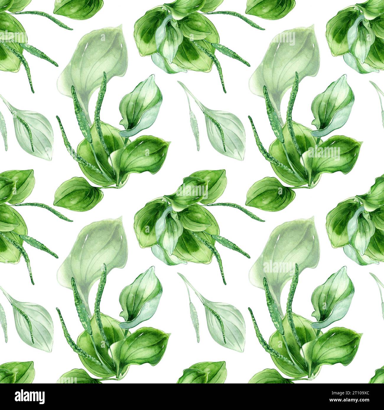 Plantago broadleaf medicinal plant watercolor seamless pattern isolated on white background. Plantain, green leaves, herb, psyllium hand drawn. Design Stock Photo