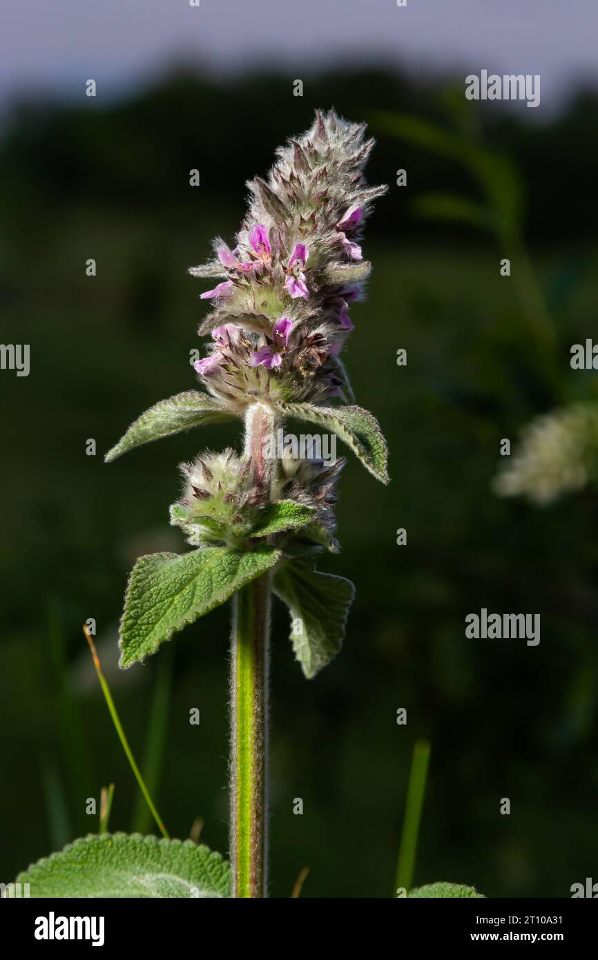 Pink flowers of Downy woundwort. Stachys germanica ssp. Germanica. Stock Photo