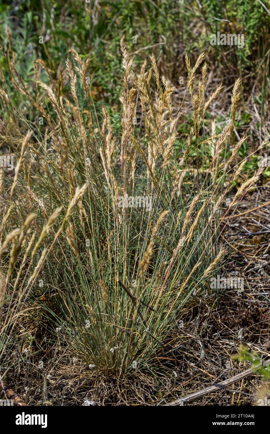 Anthoxanthum odoratum Poaceae family plant in spring at flowering time, selective focus. Stock Photo