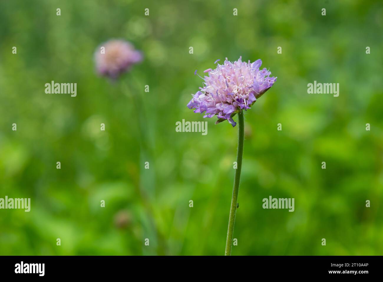 Beautiful single flower of the field scabious Knautia arvensis, close-up view on the green blurred background. Stock Photo