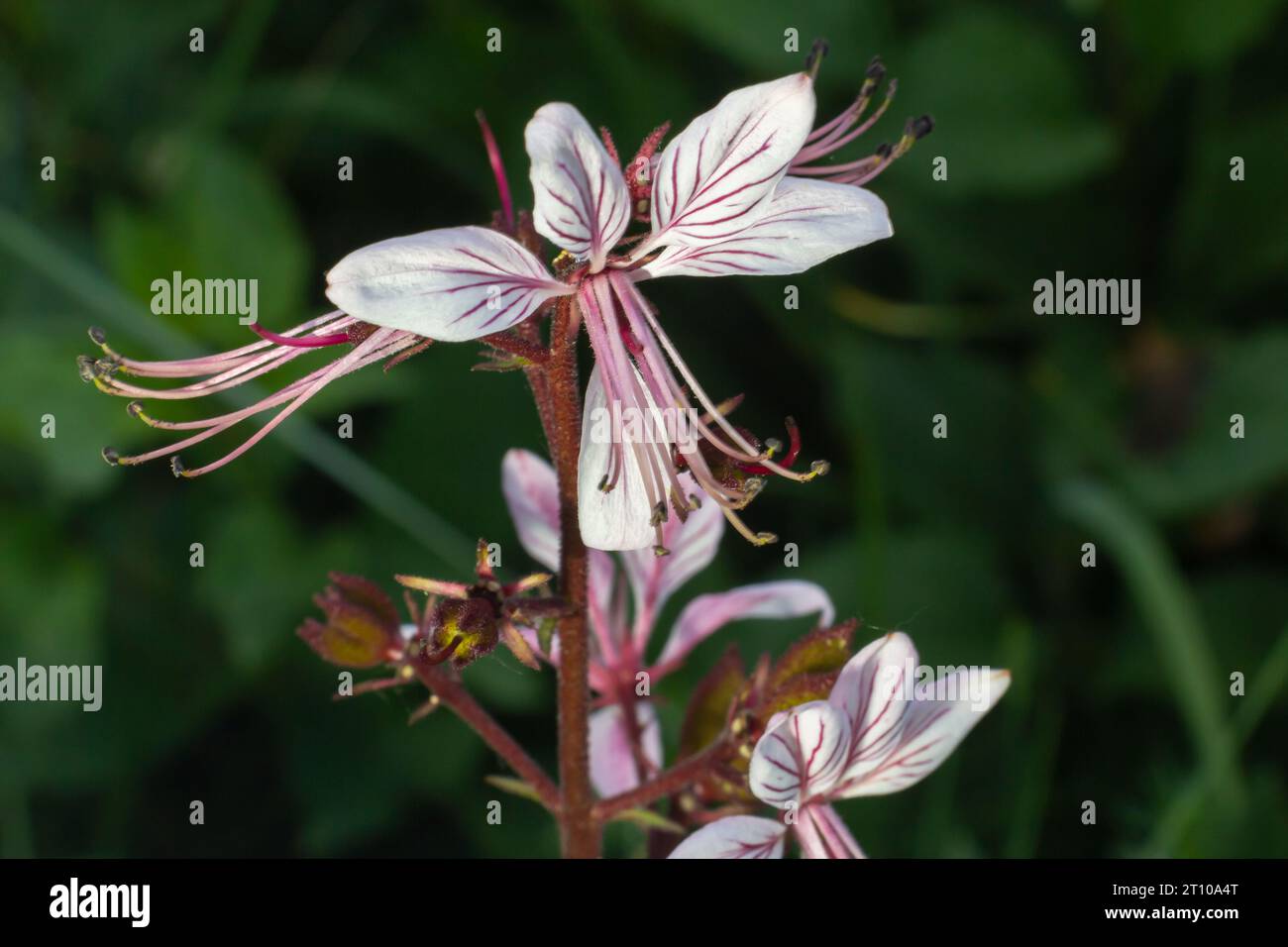 Burning-bush, Dictamnus albus. Dictamnus is a genus of flowering plant in the family Rutaceae. Stock Photo