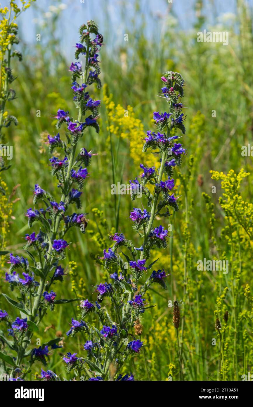 Blue melliferous flowers - Blueweed Echium vulgare. Viper's bugloss is a medicinal plant. Macro. Stock Photo