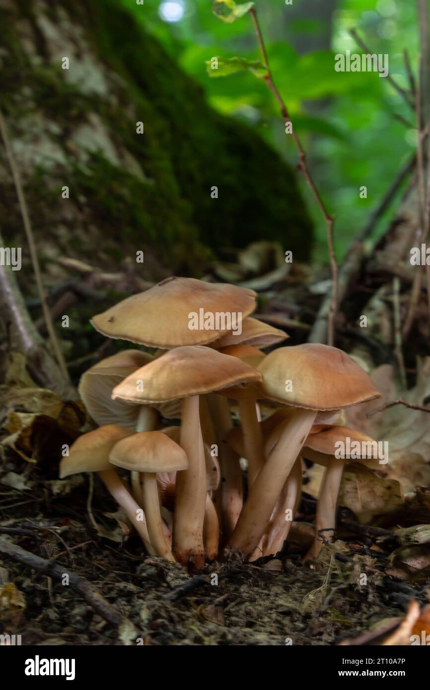 Small mushroom Psathyrella spadiceogrisea in the dry autumn forest. Stock Photo