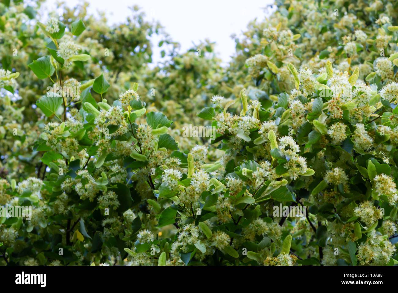 Linden tree flowers clusters tilia cordata, europea, small-leaved lime, littleleaf linden bloom. Pharmacy, apothecary, natural medicine, healing herba Stock Photo