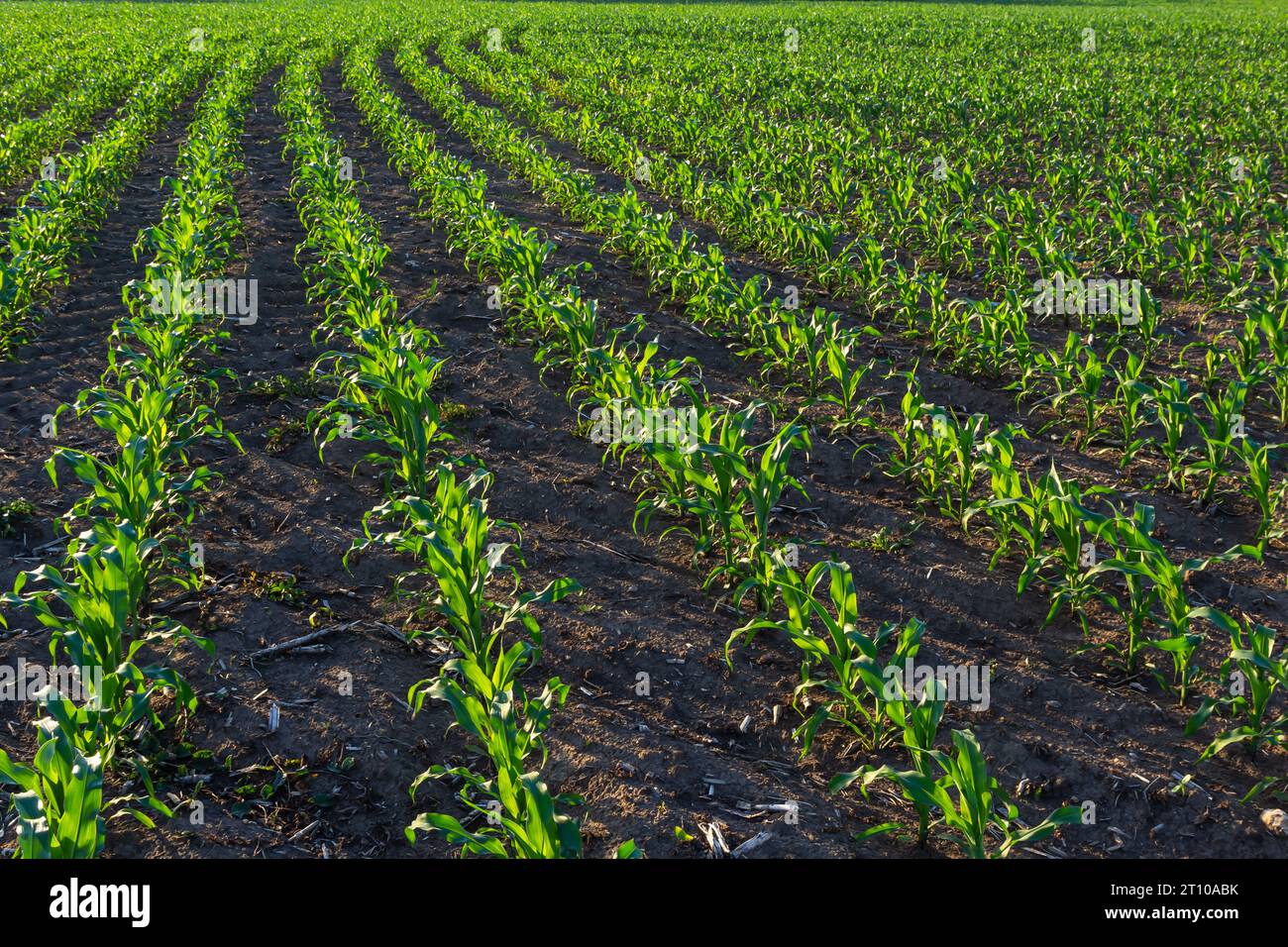 Young corn crop rows hi-res stock photography and images - Alamy