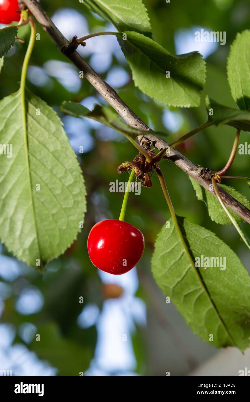 Red Ripe Cherry Berries Prunus subg. Cerasus on tree In Summer Vegetable Garden. Stock Photo