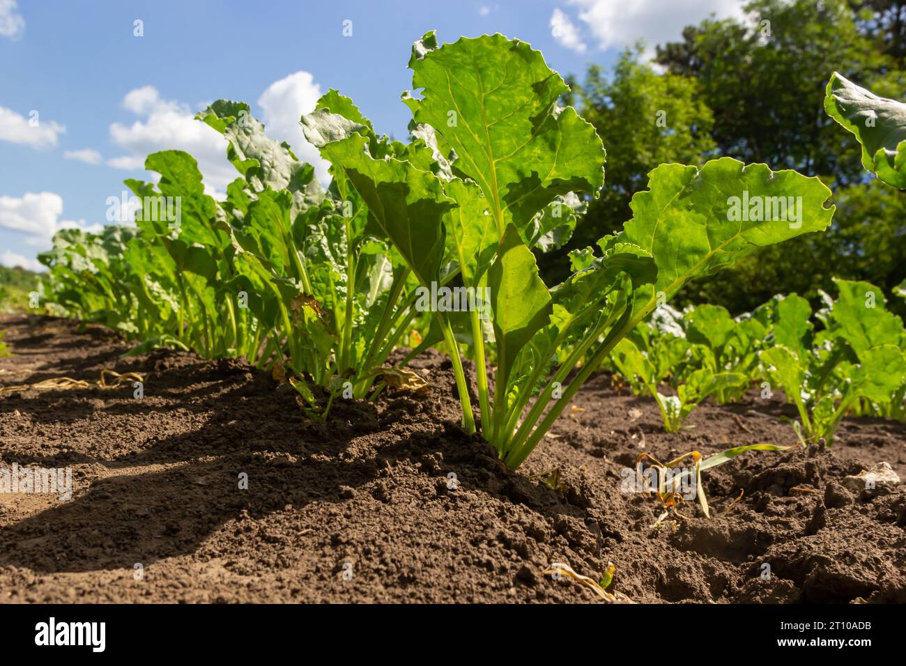 Agricultural scenery of of sweet sugar beet field. Sugar beets are young. Sugar beet field. Stock Photo